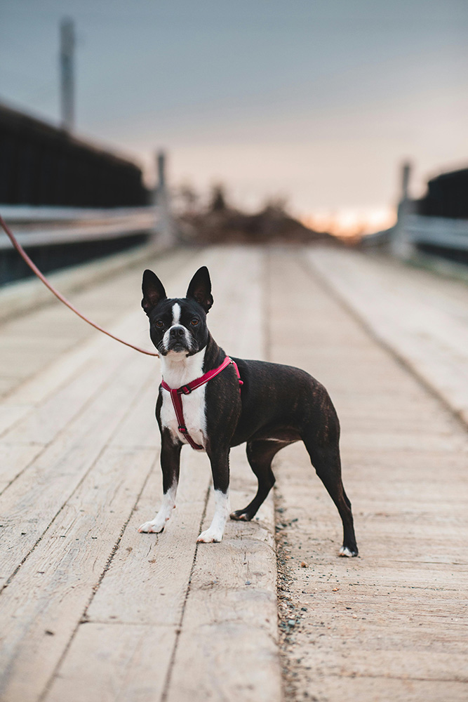 What is a dog tracker? What is a dog tracker?